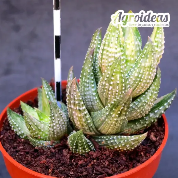 Haworthia coarctata "Reverse variegata" - Imagen 2