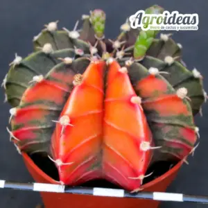 Gymnocalycium X Aguadulce «Variegata»