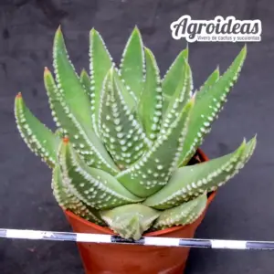 Haworthia marginata X pumila