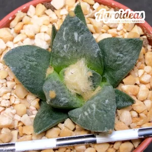 Ariocarpus fissuratus