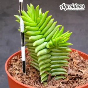 Crassula "Constellation"