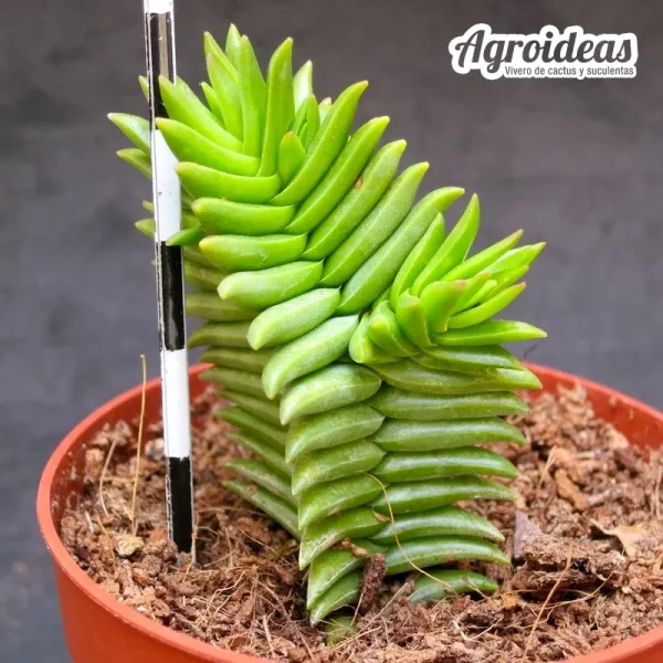 Crassula "Constellation"