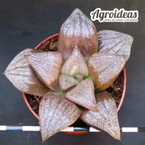 Haworthia «Pink Lady»