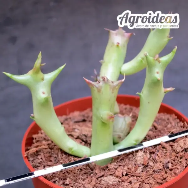 Orbea schweinfurthii - Imagen 2