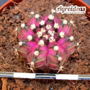 Gymnocalycium mihanowichii «T-Rex»