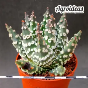 Haworthia pumila "Super Donut"