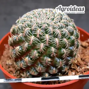 Sulcorebutia tarabucoensis AFF. G159 "Tarabuco to presto"