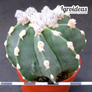 Astrophytum X nudum "Selección"