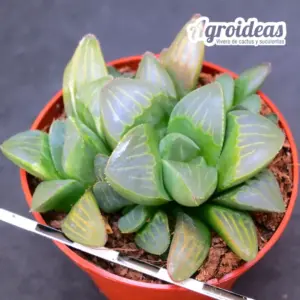 Haworthia mutica