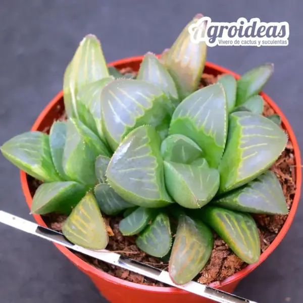 Haworthia mutica