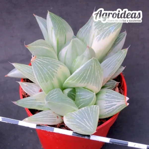 Haworthia "Milky way" - Imagen 2