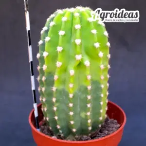 Echinopsis sp. "variegata"