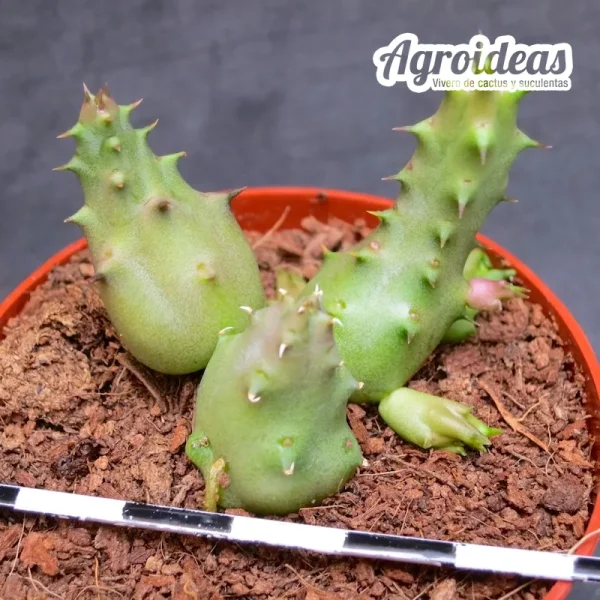 Duvalia pillansii - Imagen 2