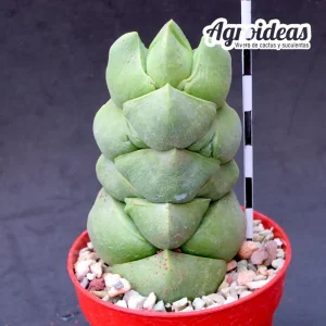 Crassula deceptor "fr. Green"