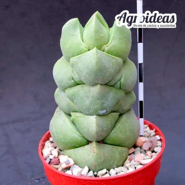 Crassula deceptor "fr. Green"