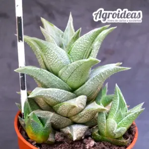 Haworthia «Kotengu Nishiki»