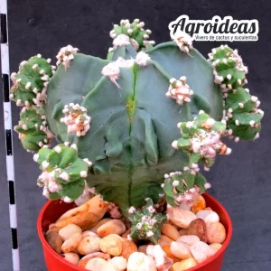 Astrophytum nudum "Fukuryu & Hubo-ki"