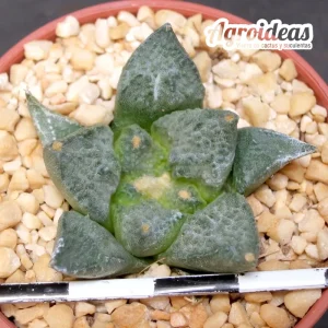 Ariocarpus fissuratus