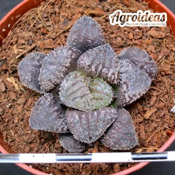 Haworthia "Mordor" - Imagen 2