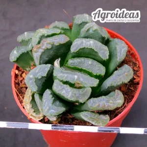 Haworthia "Broccoli" X truncata "Ex. Robin Fuller"