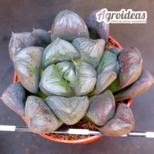 Haworthia "Deroma"