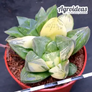 Haworthia mutica «Variegata»
