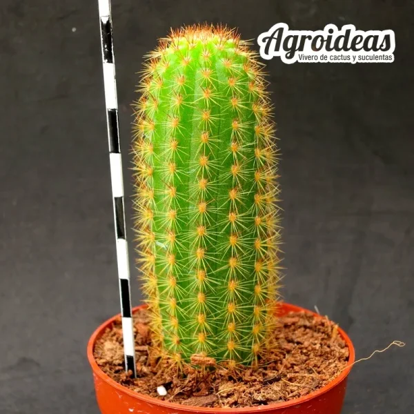 Hildewintera "Amethyst" - Imagen 2