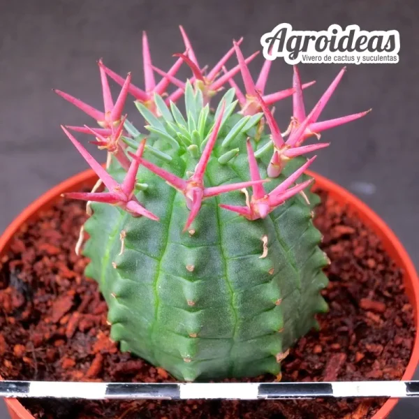 Euphorbia stellispina - Imagen 2