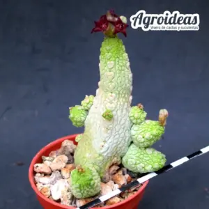 Pseudolithos mccoyi X migiurthinus