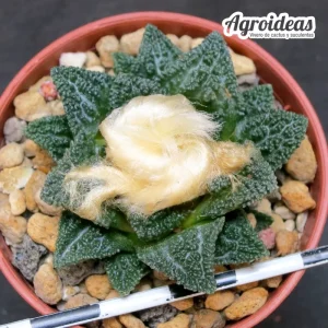 Ariocarpus fissuratus
