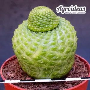 Rebutia krainziana «fr. nuda»