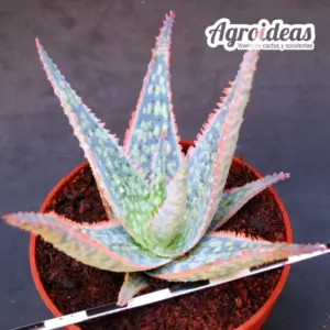 Aloe donnie