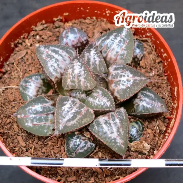 Haworthia "Yuki Keshiki" (Ex. Attila) - Imagen 2