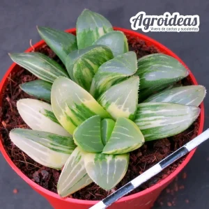 Haworthia mutica "variegata"