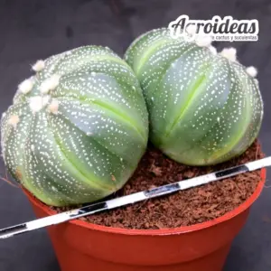 Astrophytum asterias "Bicéfalo"