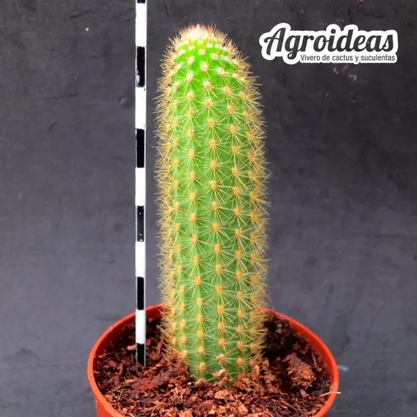 Hildewintera"Humkes Rubin" - Imagen 2