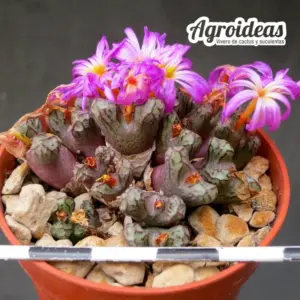 Conophytum luckhoffii "Eagles Pride Peak"