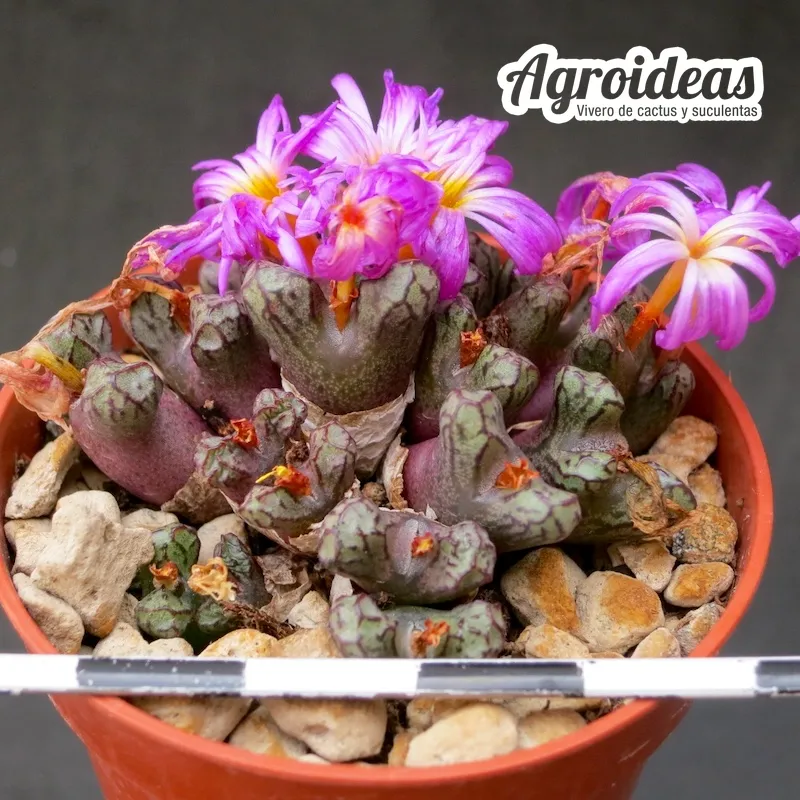 Conophytum luckhoffii "Eagles Pride Peak"