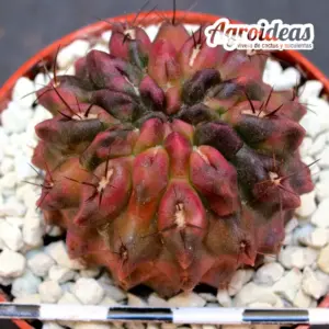 Pyrrhocactus gracilis FR495 "variegata"