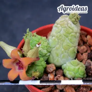 Stapelianthus insignis X pseudolithos migiurtinus