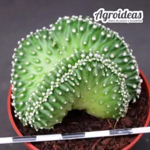 Echinocereus triglochidiatus var. inermis "cristata"