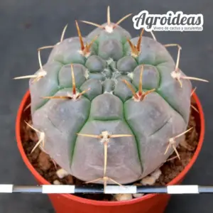 Gymnocalycium borthii ssp. nogolense