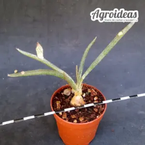 Digitostigma caput-medusae