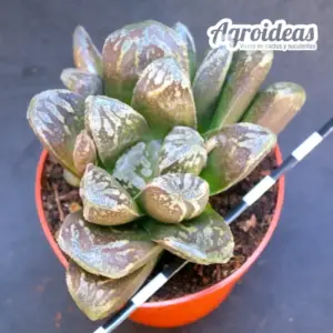 Haworthia maughanii "Harlekin" IB23104