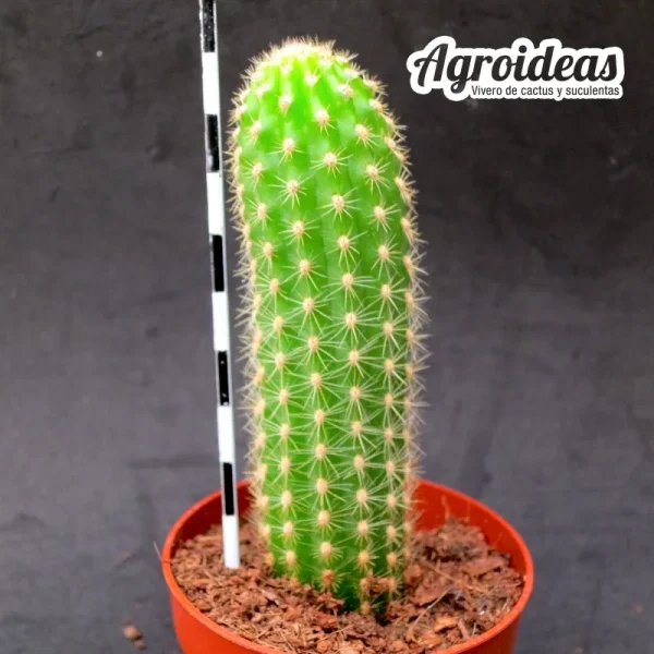 Hildewintera "Pink traisen" - Imagen 2