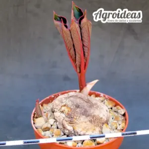 Amorphophallus atroviridis
