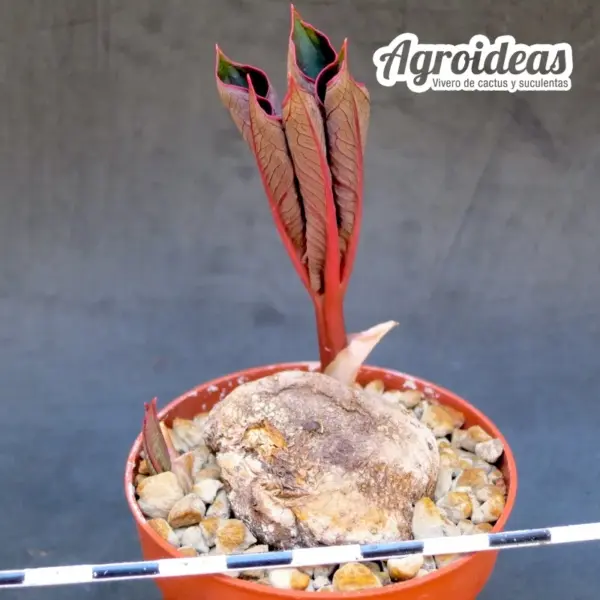Amorphophallus atroviridis