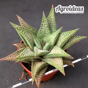 Haworthia limifolia striata X koelmaniorum