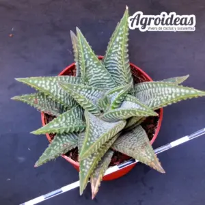 Haworthia striata X koelmaniorum