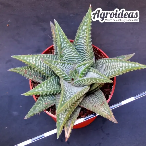 Haworthia striata X koelmaniorum